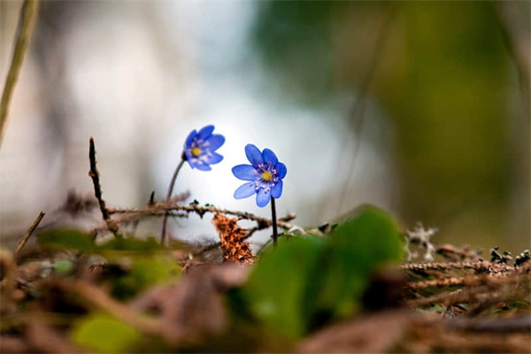 玫瑰花期（玫瑰花期到了下一句）